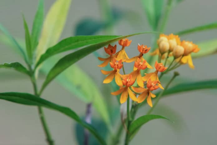  Milkweed is a host plant for a variety of butterflies, like Monarch butterflies.