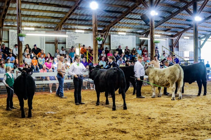 Our youth showing their hard work in the Livestock Steer Competition.
