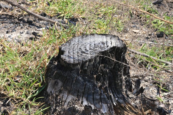 Cut timber from a harvest. Stumps also provide habitat for wildlife