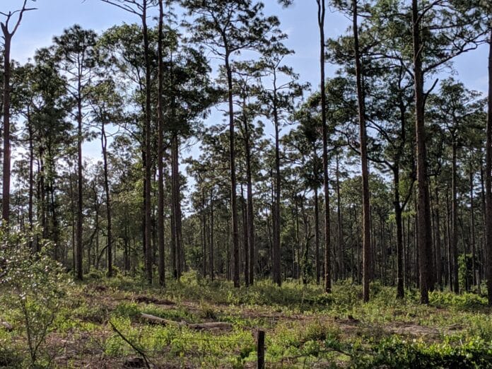 Lake Townsend Preserve