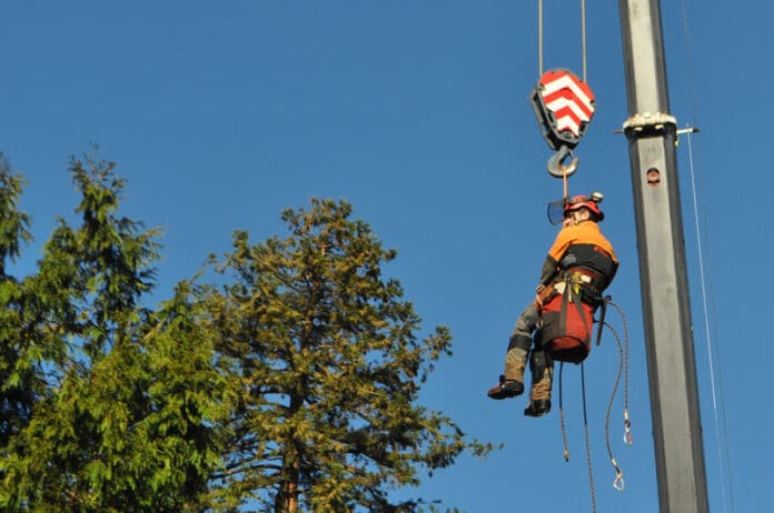 Bevins sits in the bosun chair during a tree operation.