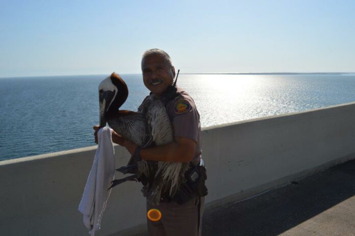 Pelican on the Skyway Bridge rescued by trooper