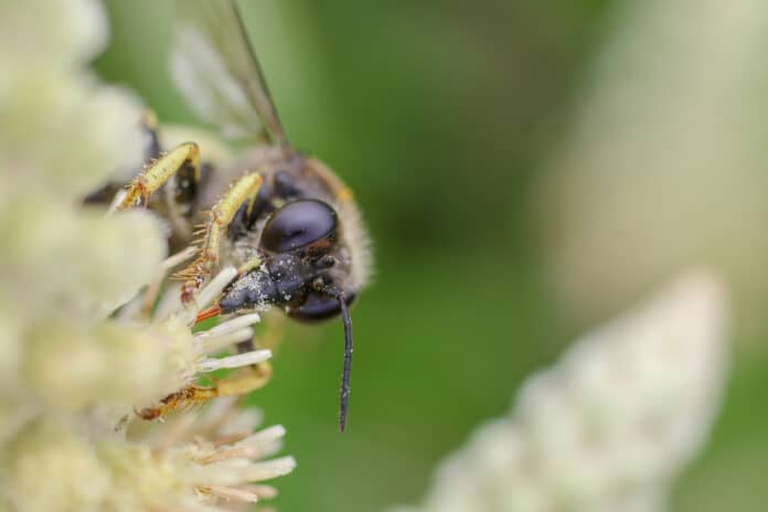 This macro photo of a wasp gathering nectar from a blackroot plant also gathers pollen.