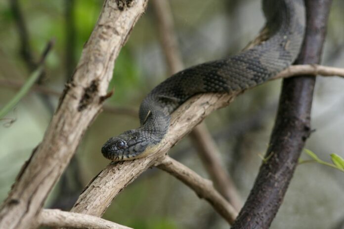 A cottonmouth water moccasin resting on a limb above the Hillsborough River.