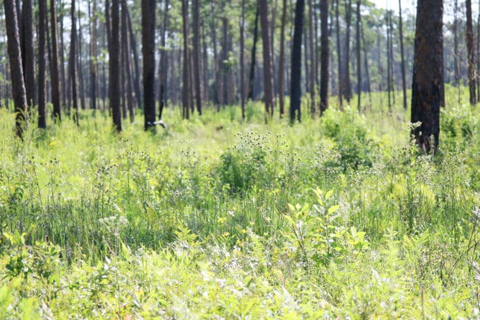 Longleaf Habitat... “These folks are really trying to make it much better for wildlife and native things in Florida,” Ad Pratt said.