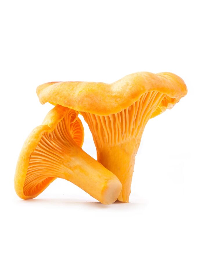 Chanterelles