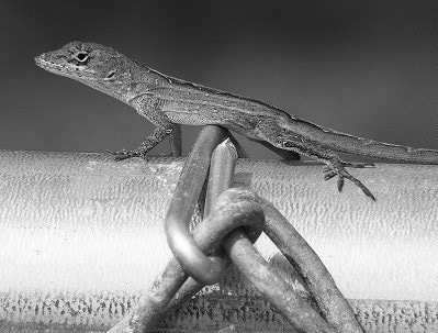 Lizard on Vincent's fence