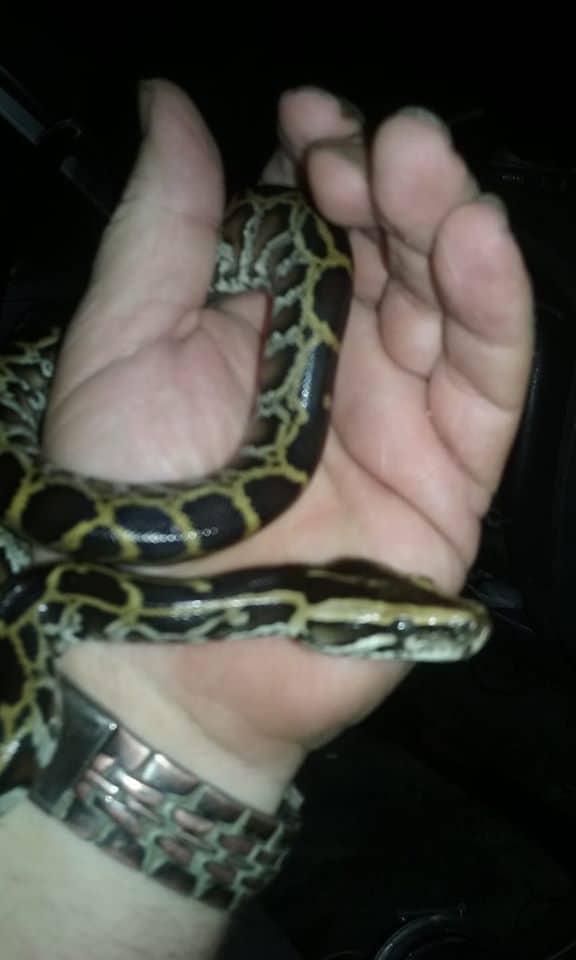 A newly captured, juvenile python on a late night hunt, deep in the middle of the Everglades