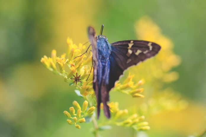 Long-tailed Skipper gathering nectar from a Goldenrod during the Chinsegut Butterfly Count.