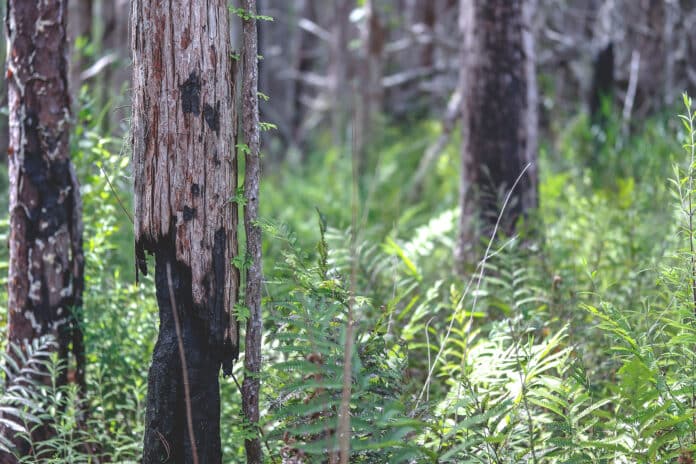 Old World Climbing Fern ascends from previously rooted vines in a remote swamp area in Richloam WMA. The Florida Forest Service also manages 60,000 areas of the Richolam tract within the Withlacoochee State Forest. Southwest Florida Water Management District manages the Green Swamp Wilderness Preserve, 110,000 acres. That’s over 150 miles to trek through dense vegetation and wetlands to locate this vine.