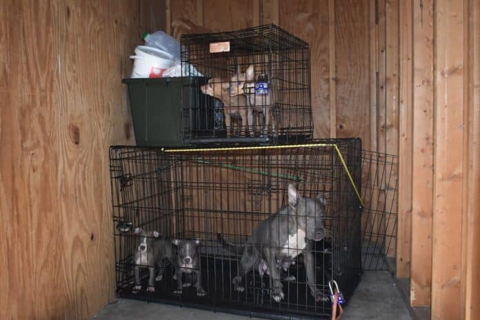 Dogs found in crates in storage unit