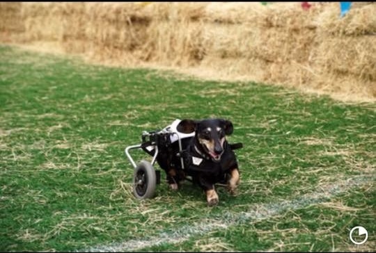 Dachshund using a doggie wheelchair participates