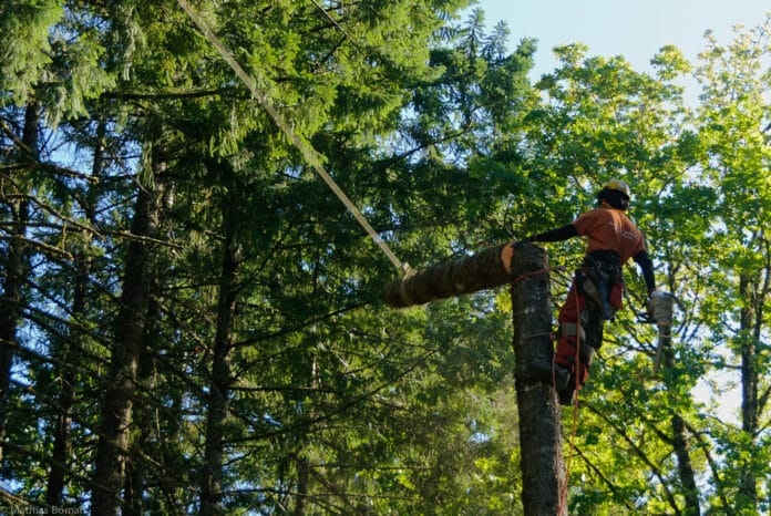 Stock photo - arborist with falling tree