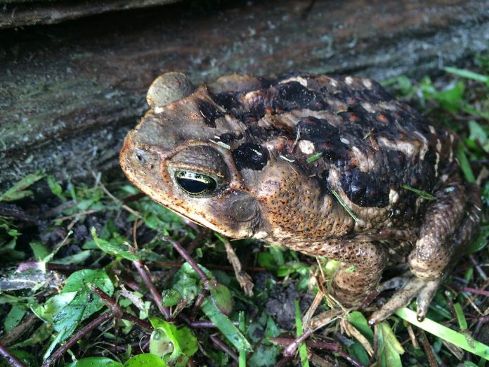Florida Cane Toad