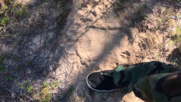 A skunk ape track in the sand of a local Wildlife Management Area