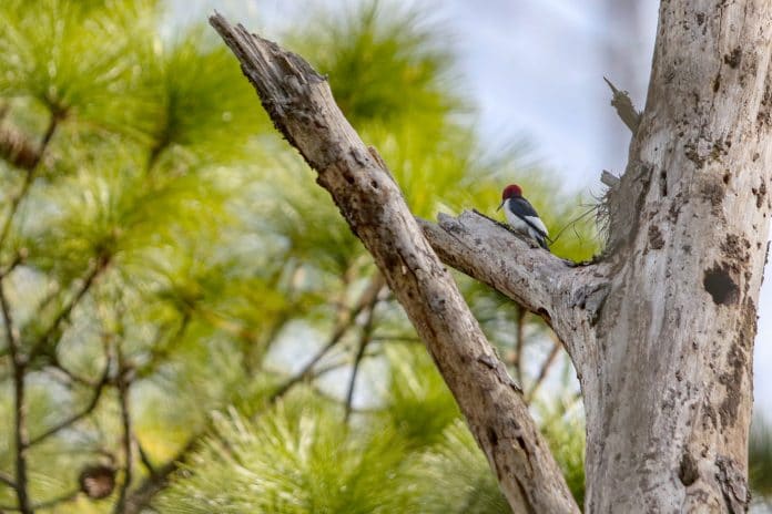 This snag is a perfect hiding place for a Red-headed woodpecker’s winter stash of insects and acorns