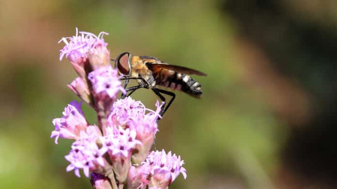 Butterflies are not the only pollinators this Bee Fly helps pollinate Blazing Stars.