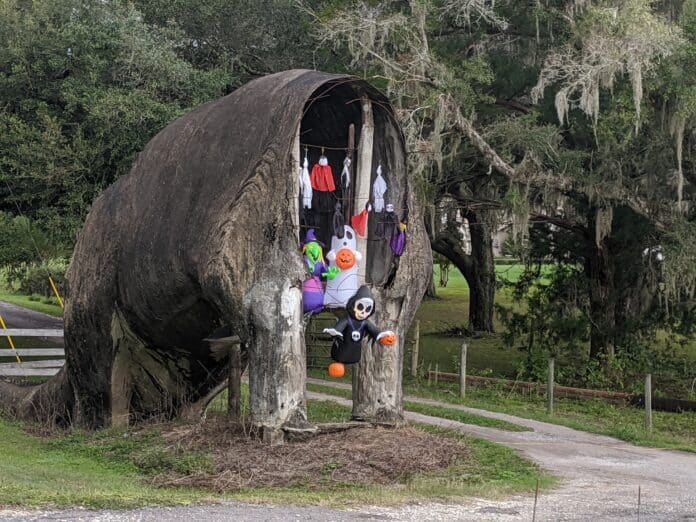 The Headless Dinosaur on Lake Lindsey Road decorated for Halloween