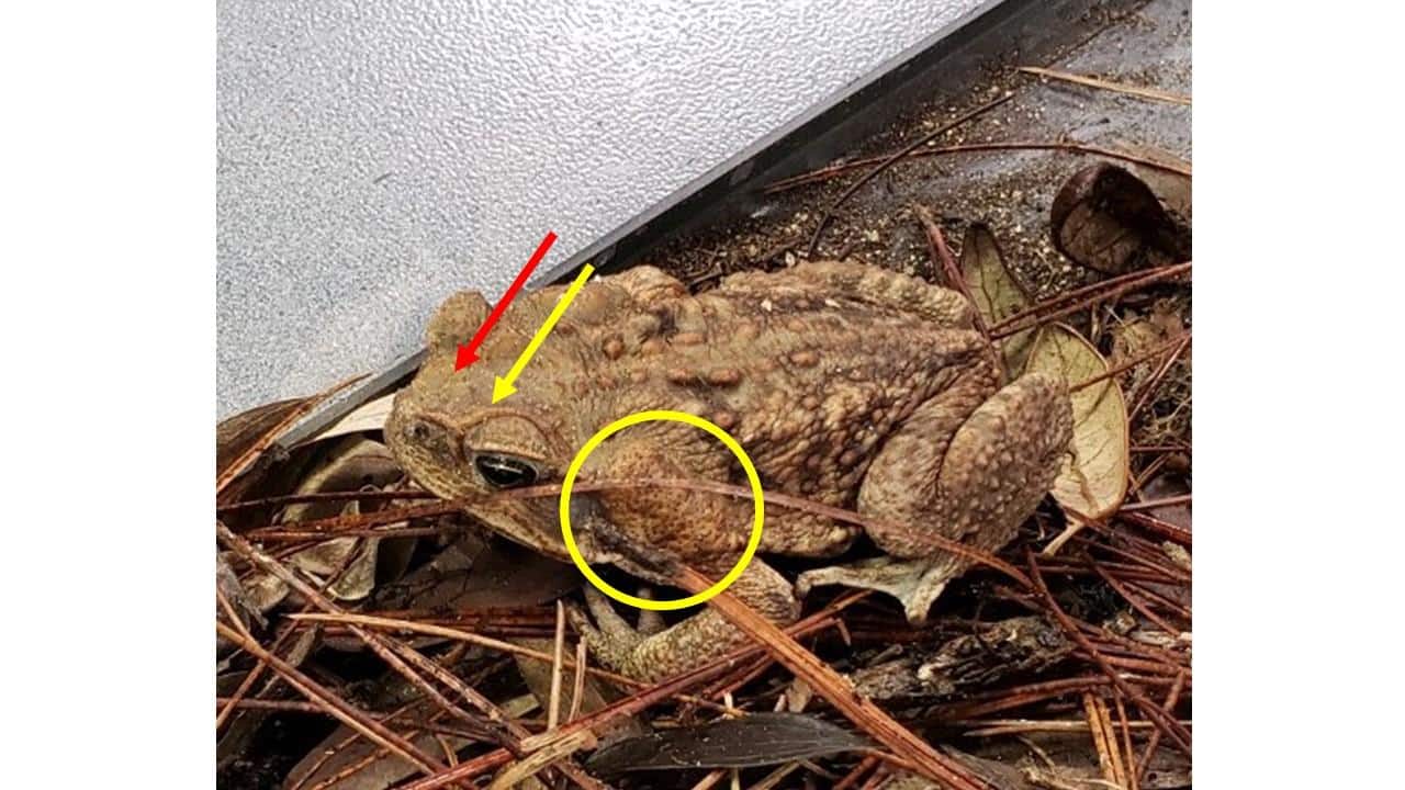 Cane Toad with marked features