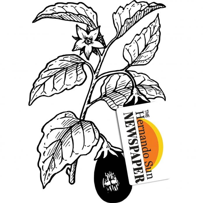 Drawing of Plant with Hernando Sun Logo