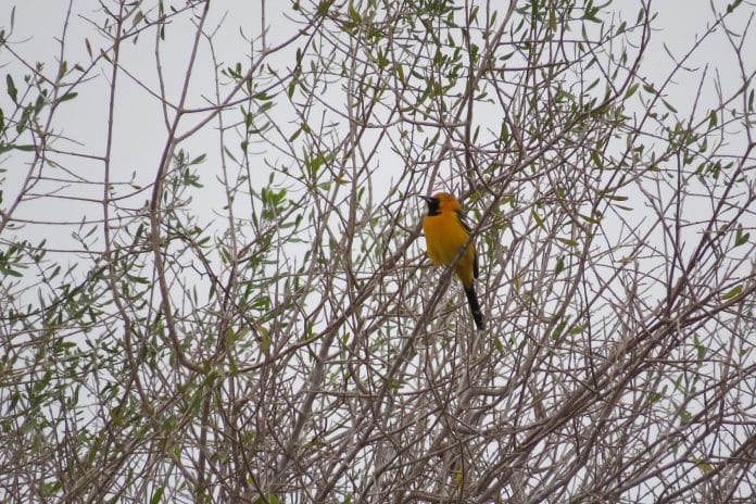 Hooded Oriole, photo by Bev Hansen