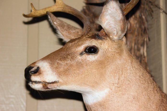 deer head- stock