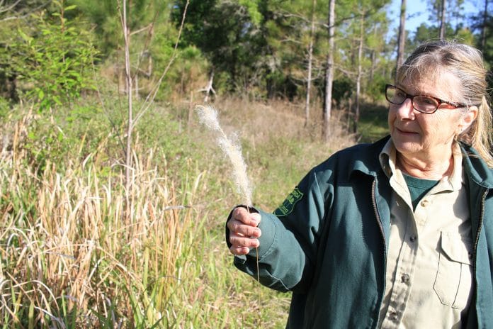 Kathy holds a cogongrass seedhead. These flume-like seedheads can contain over twenty-five thousands of seeds.