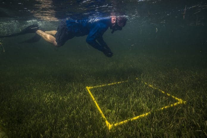 Florida Department of Environmental Protection staff conduct regular seagrass monitoring to assess the health and diversity of seagrass meadows within the St. Martin's Marsh and Big Bend Seagrasses Aquatic Preserves north of Tampa Bay.