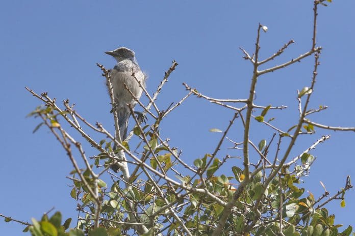 Florida scrub-jay.