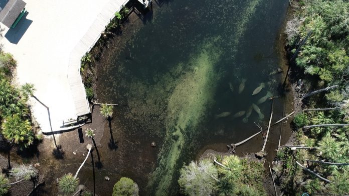 Manatees gathering at the Swimming Hole at Linda Pedersen on March 2. Photo courtesy of Brittany Hall-Scharf 