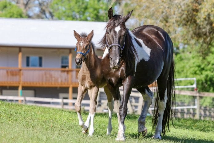 Cash’s Outlaw and her foal Treasure at Spotted Dance Ranch in Brooksville. Treasure was born just six weeks ago.