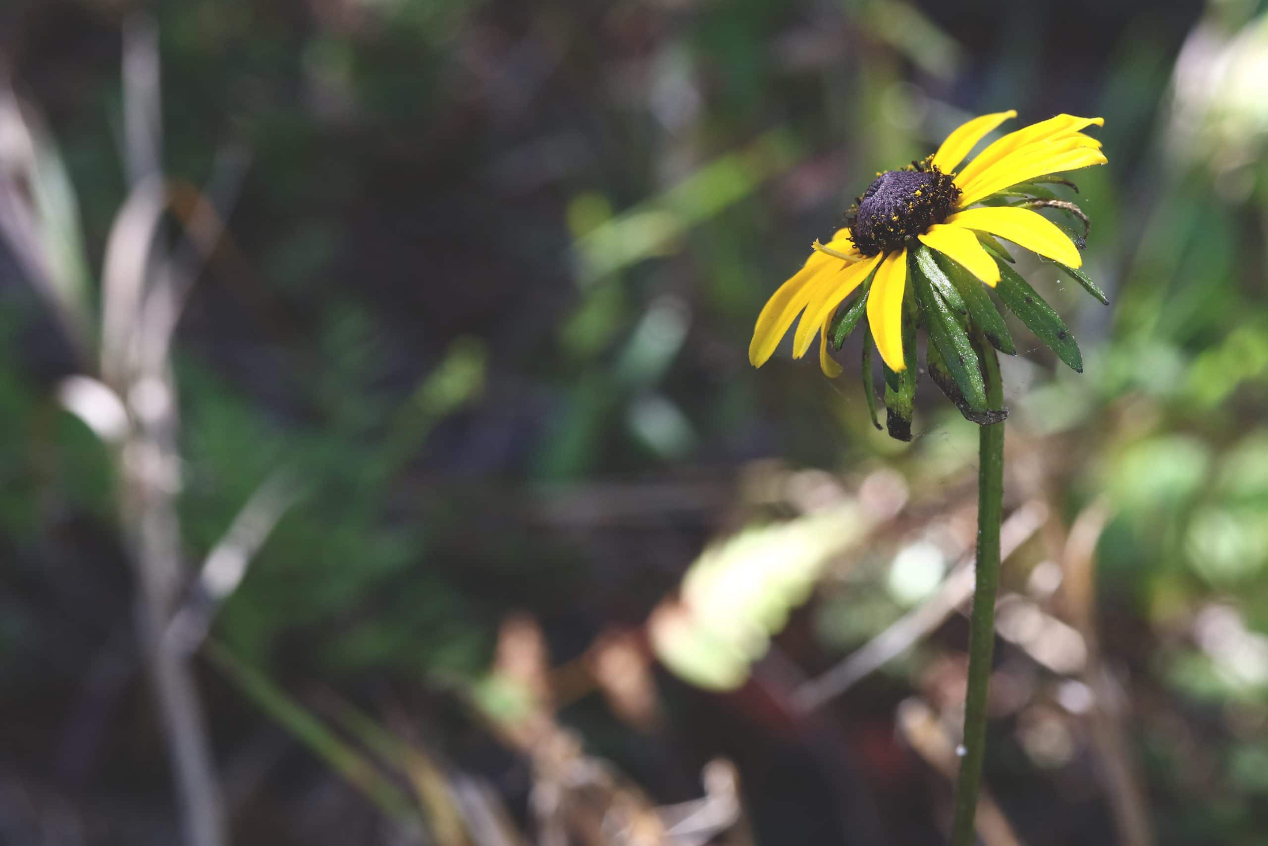 Black-eyed Susan