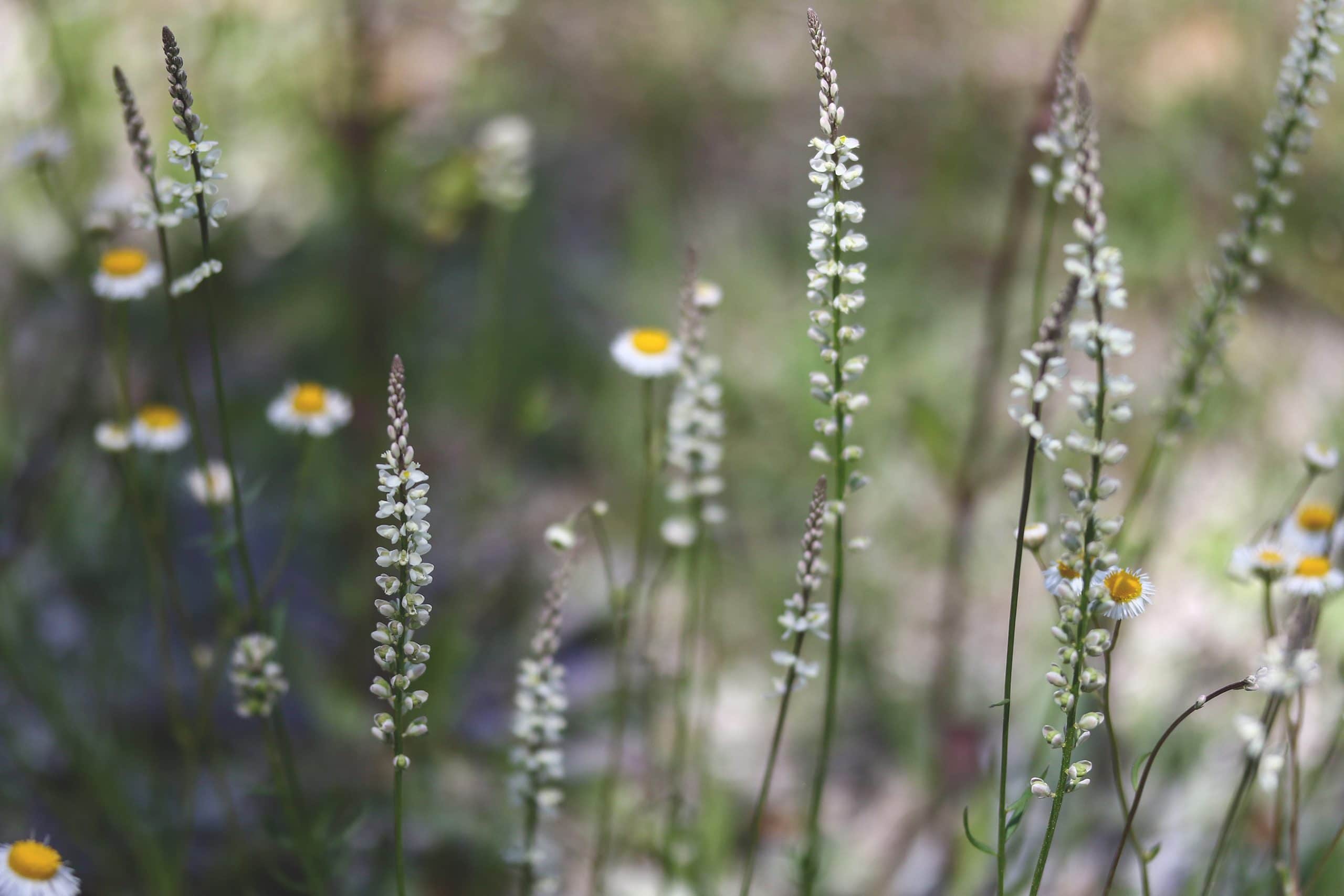 Boykin's Milkwort