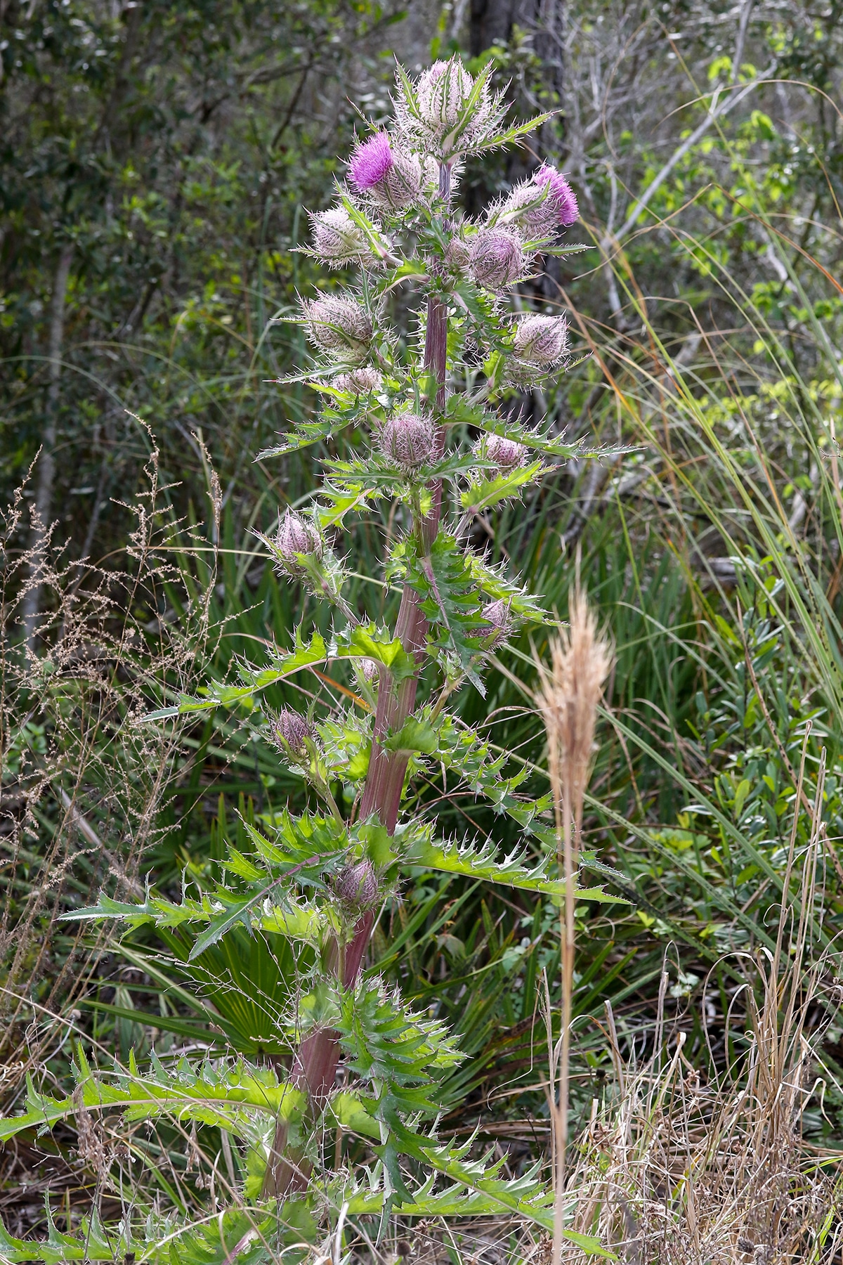 Bristle Thistle