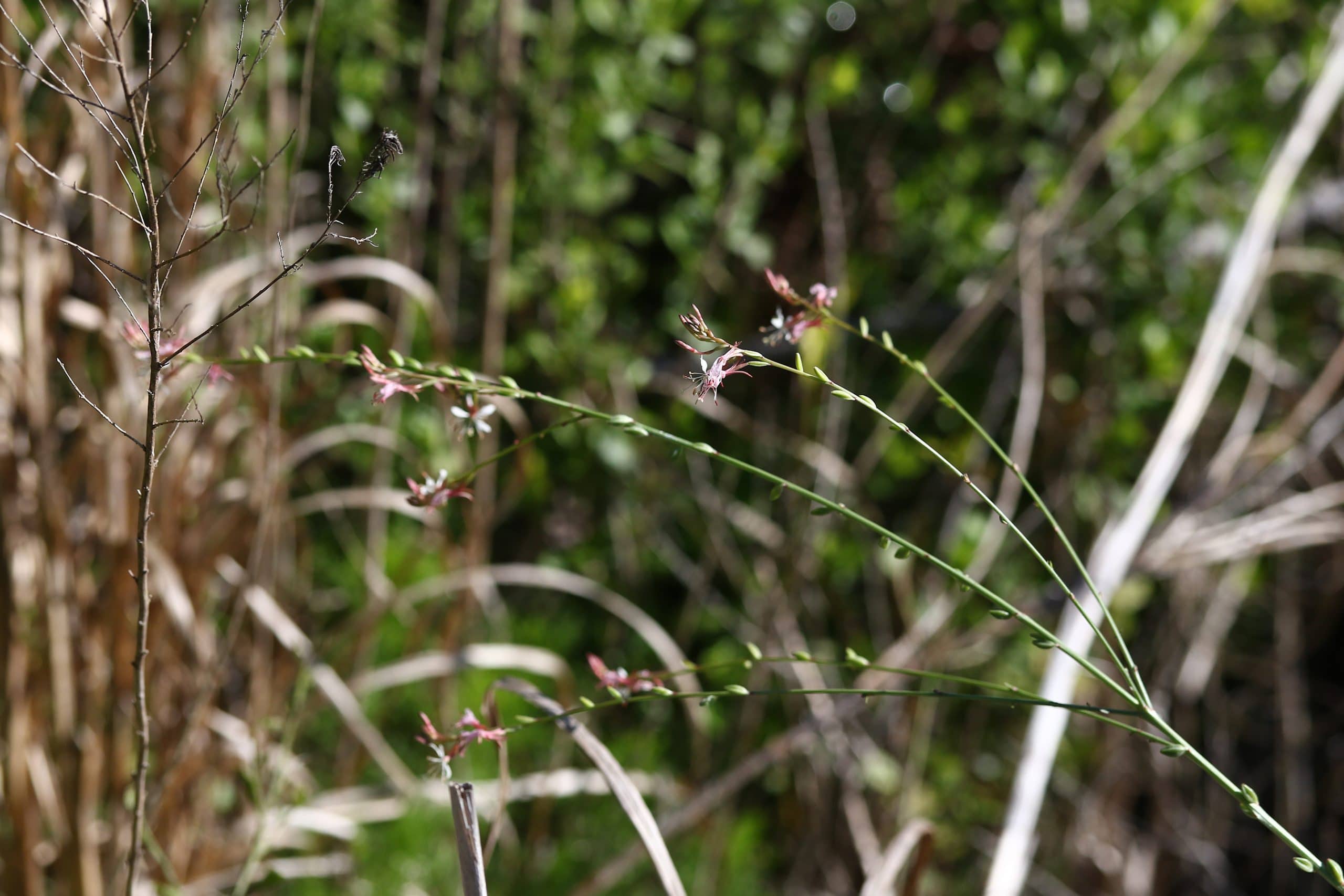 Southern Beeblossom