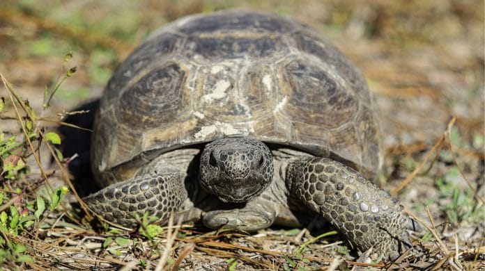 Florida Gopher Tortoise