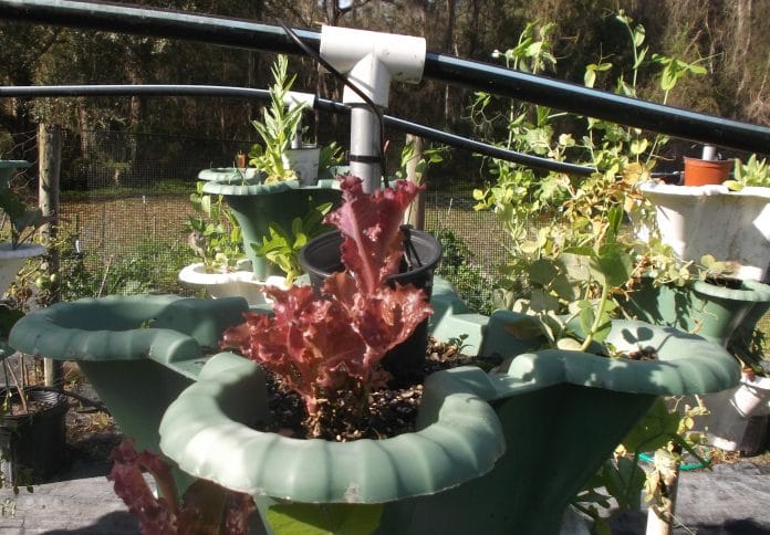 Leafy greens and reds for a beautiful salad.