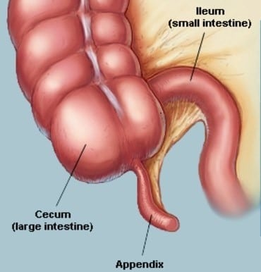 Appendix diagram