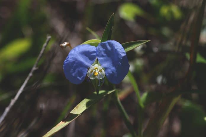 Whitemouth Dayflower (Commelina erecta)