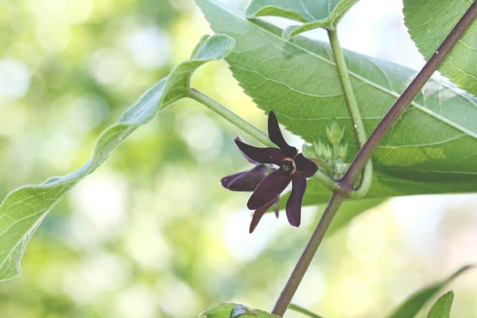 Florida Milkvine (Matelea floridana)