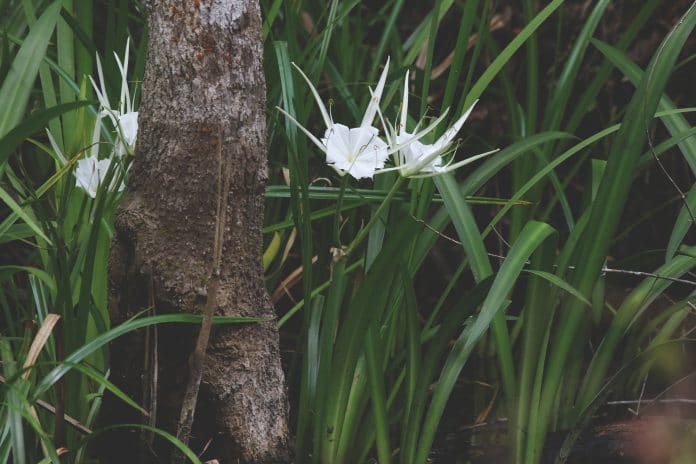 Spider Lilies (Genus Hymenocallis) 