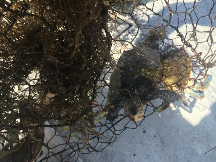 This photo from 2015 shows a Diamondback Terrapin trapped in a crab pot. Photo courtesy of George L. Heinrich