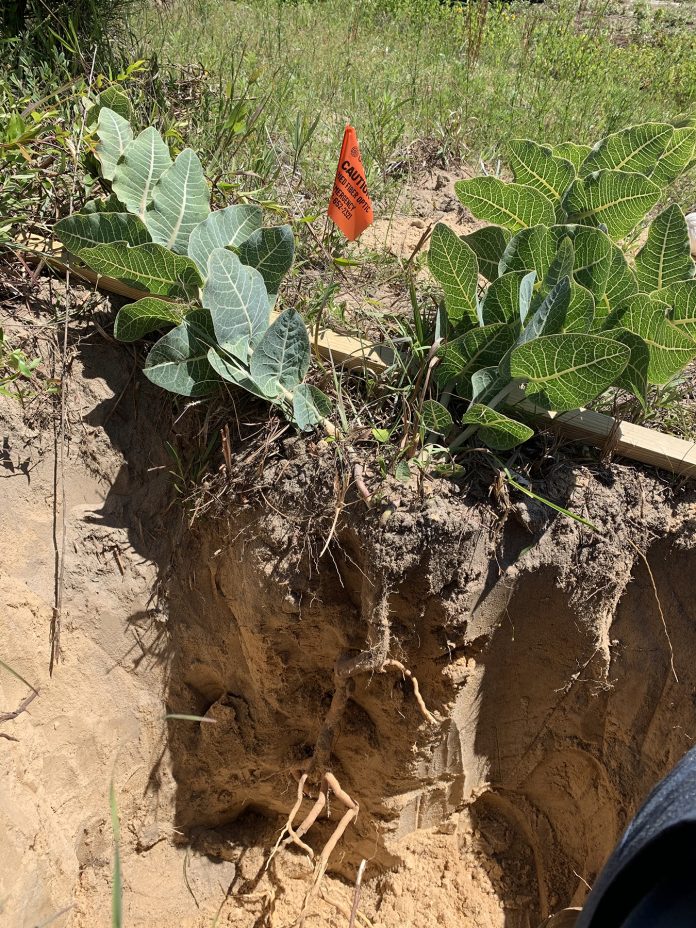 Sandhill Milkweed (Asclepias humistrata) root system