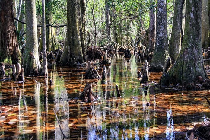 Cypress Village at Weekiwachee Preserve Photo by Alice Mary Herden