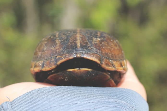 Striped Mud Turtle