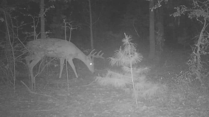 A handsome buck Toby discovered on his game camera last July and successfully hunted during the Archery Season