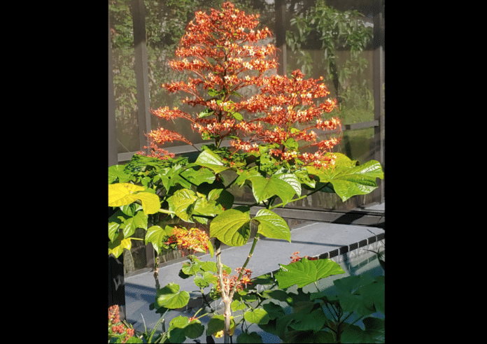 A beautiful flowering plant in her garden