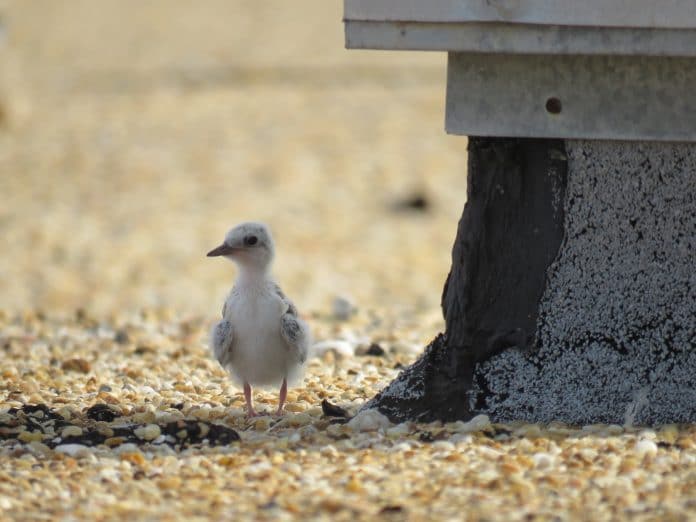 Tern chick