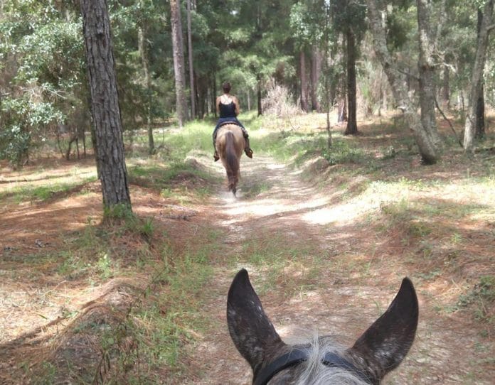  Toby's friend Carrisa guiding a horseback scout of the Citrus WMA-c.JPG 