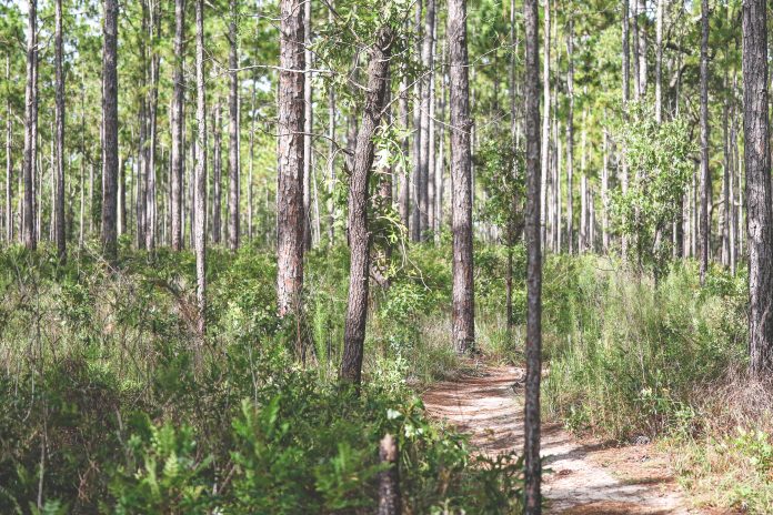 Along the trail at Smiths Prairie. This trail is a great location for sighting woodland birds.